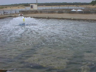 les hutres  l'affinage dans des claires aux eaux pures