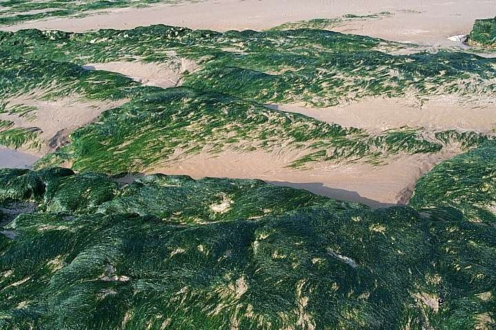  pied, on survole des plaines de sable, des montagnes de rochers et des forts d'algues