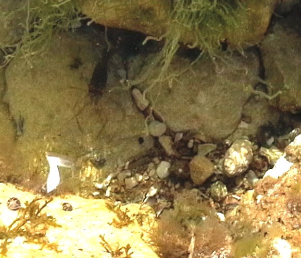 une crevette se cache au fond de ce trou d'eau